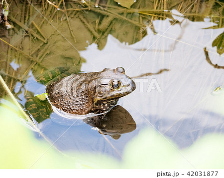 特定外来生物 ウシガエル 特定外来生物 ウシガエル 42031877
