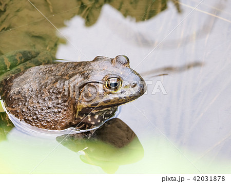 特定外来生物 ウシガエルの写真素材