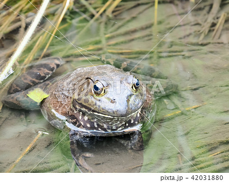 特定外来生物 ウシガエルの写真素材 4310