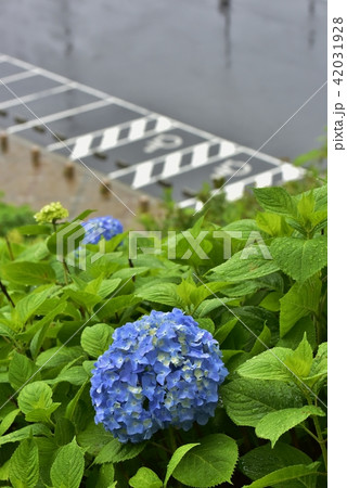 紫陽花 42031928