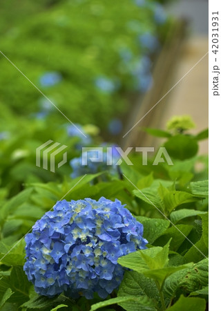 紫陽花 42031931