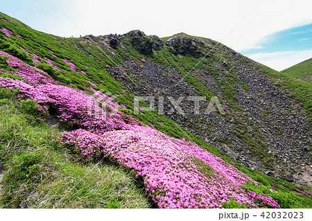 ミヤマキリシマ咲く九重連山・天狗ヶ城 42032023