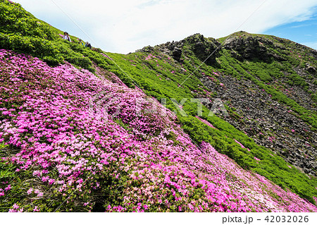 ミヤマキリシマ咲く九重連山・天狗ヶ城 42032026