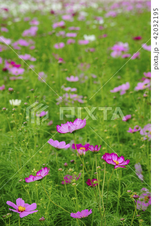 コスモス 42032195