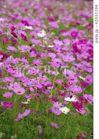 コスモス 42032294