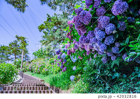 太閤山ランドのあじさい 太閤山ランドのあじさい 42032816