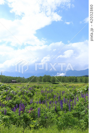 北海道 十勝三股 ルピナス群生地の写真素材