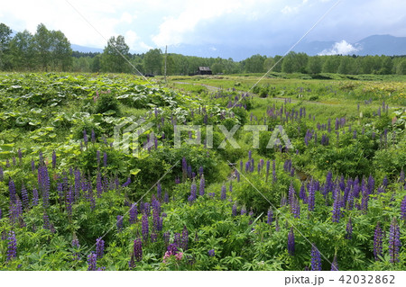 北海道 十勝三股 ルピナス群生地の写真素材