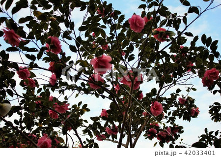 ＊　ツバキ　＊　椿　＊　つばき　＊　THUBAKI　＊　 42033401