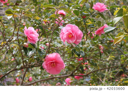 * ツバキ * 椿 * つばき * THUBAKI * * ツバキ * 椿 * つばき * THUBAKI * 42033600