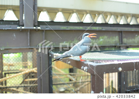 野鳥 42033842