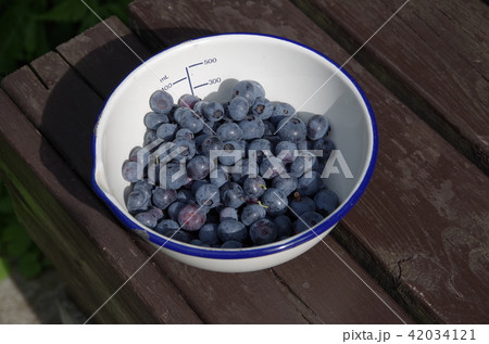 ブルーベリー 42034121