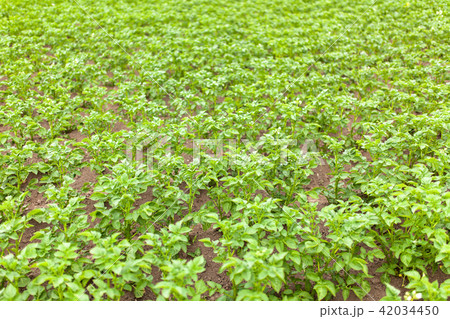 Potato growing in the field 42034450