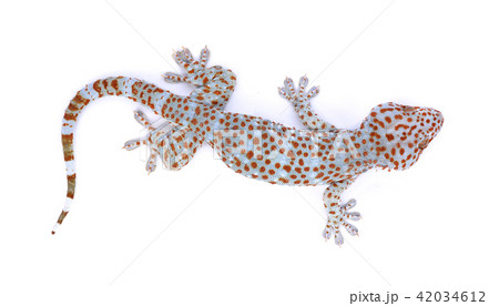 gecko isolated on white background gecko isolated on white background 42034612