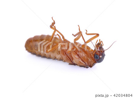alates,termite isolated on white background alates,termite isolated on white background 42034804