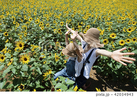ヒマワリ畑と親子 42034943