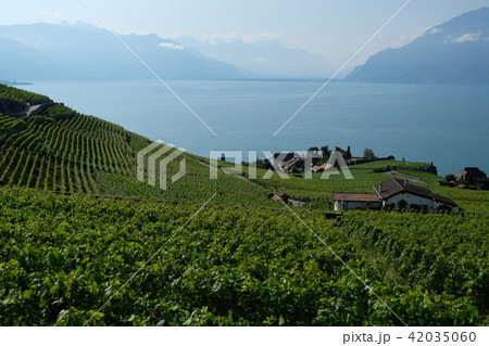 スイス　ラヴォー地区葡萄畑 42035060