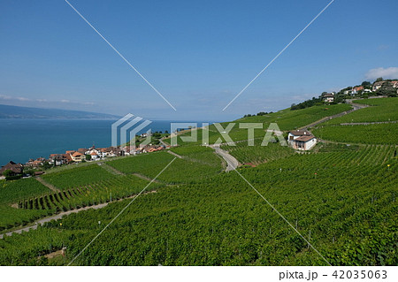 スイス　ラヴォー地区葡萄畑 42035063