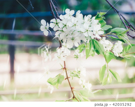 cherry tree white flowers blossom spring cherry tree white flowers blossom spring 42035292