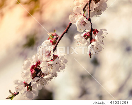 cherry tree white flowers blossom spring 42035293