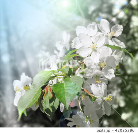 blossoming apple tree in sunbeams closeup spring 42035296