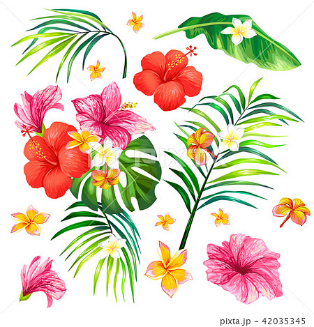 illustration of a realistic style branch of a tropical palm tree with hibiscus flowers 42035345