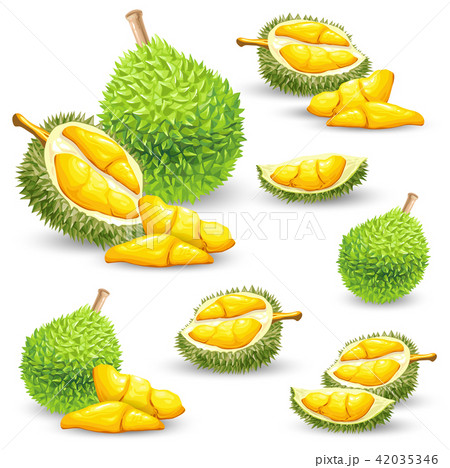Set of illustrations, icons of a durian fruit 42035346