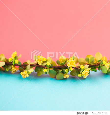 Spring blossoming barberry branch Spring blossoming barberry branch 42035628
