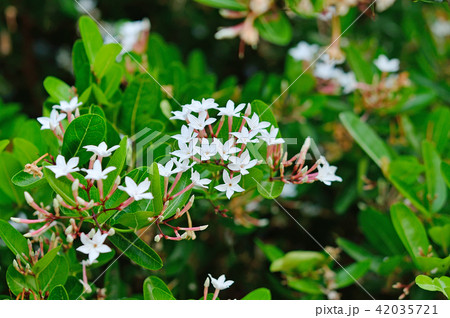 flower  Karanda 42035721