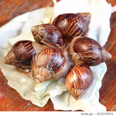 Group of small Achatina snails. Group of small Achatina snails. 42035954