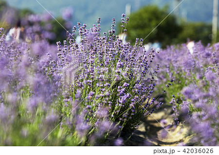 ラベンダー 花 花畑 42036026