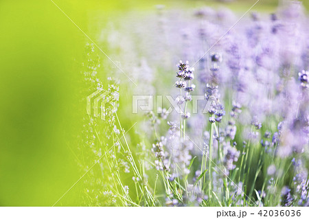 ラベンダー 花 花畑 42036036
