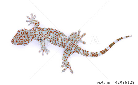 gecko  isolated on  white background 42036128