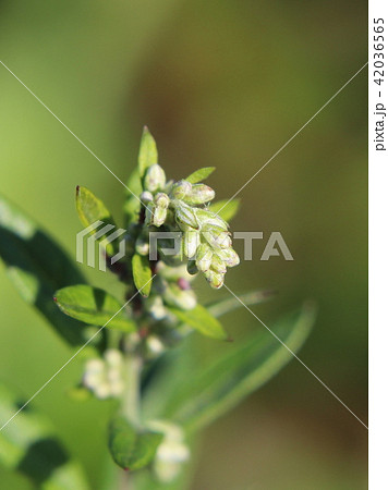 ヨモギの花の蕾（つぼみ） 42036565