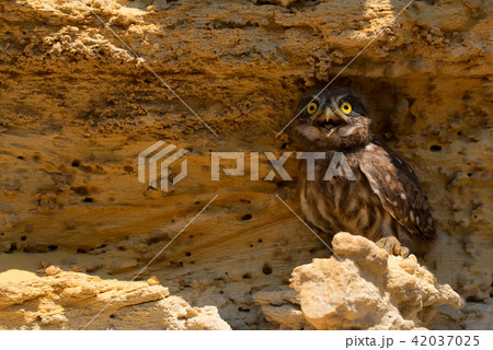 Little owl or Athene noctua on rock Little owl or Athene noctua on rock 42037025