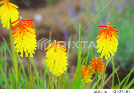 トリトマの花 トリトマの花 42037360