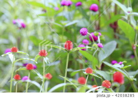 センニチコウの花畑の写真素材 4385
