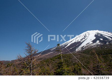 奥庭の春・富士山の奥庭自然公園（山梨県） 42038739