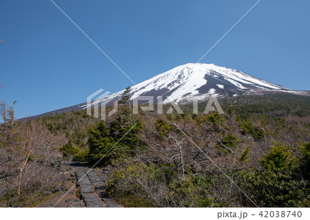 奥庭の春・富士山の奥庭自然公園（山梨県） 42038740