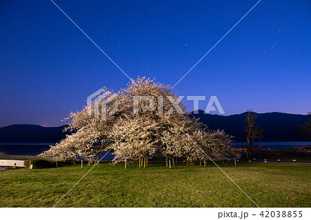 芦ノ湖畔の一本桜・箱根園の桜と夕景(神奈川県) 芦ノ湖畔の一本桜・箱根園の桜と夕景(神奈川県) 42038855