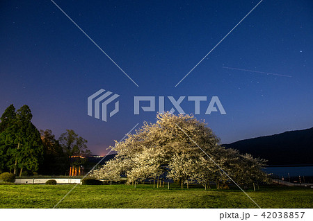 芦ノ湖畔の一本桜・箱根園の桜と夕景(神奈川県) 芦ノ湖畔の一本桜・箱根園の桜と夕景(神奈川県) 42038857