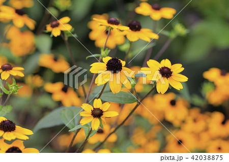 かわいいルドベキアの花の写真素材 4375