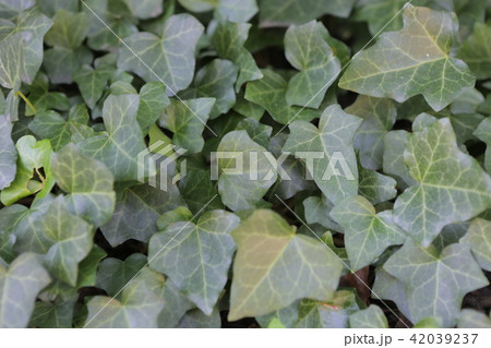 green leafs of plant texture background 42039237