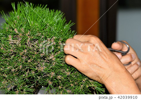 松の手入れ 42039910