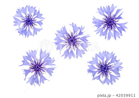Blue cornflower isolated on white background macro 42039911