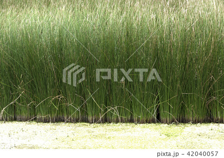 ビーグ（イ草）畑 42040057