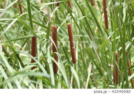 ヒメガマの穂 ヒメガマの穂 42040080