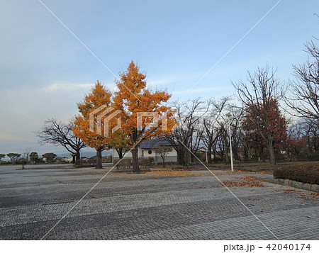 一本木公園の黄金色の銀杏 一本木公園の黄金色の銀杏 42040174