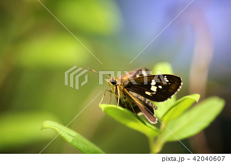 ホソバセセリ 42040607