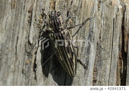 生き物　昆虫　ウバタマムシ、枯れ木の木肌に似せたデコボコで地味な色合いの体です 42041371